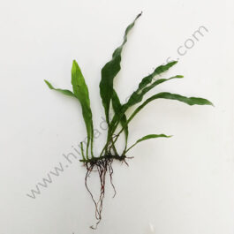 Microsorum pteropus ‘narrow leaf fern’/ ‘Philippine fern’ (single plant)