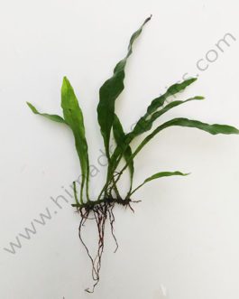 Microsorum pteropus ‘narrow leaf fern’/ ‘Philippine fern’