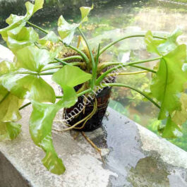 Nuphar Japonica (Green color)