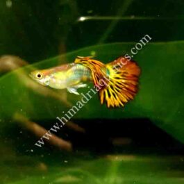 Golden Phoenix Guppy Pair