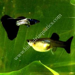 Metal black tail Guppy Pair