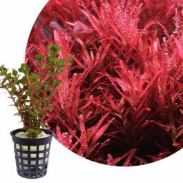 Rotala rotundifolia “Hi Red”/Hra (large Pot)