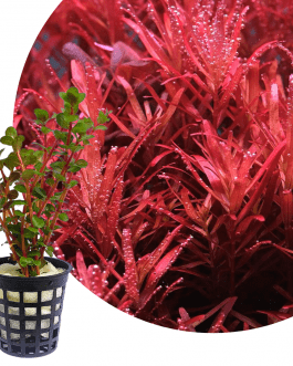 Rotala rotundifolia "Hi Red"/Hra (large Pot)