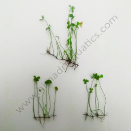 Dwarf marsilea fern/ Marsilea hirsuta