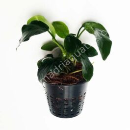 Anubias Nana (Single Plant Pot)