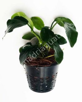 Anubias Nana (Large Pot)