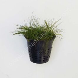Dwarf Hairgrass/ Eleocharis parvula (1 pot)