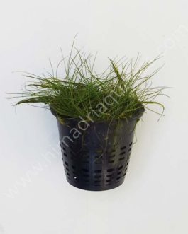 Dwarf Hairgrass/ Eleocharis parvula (1 pot)