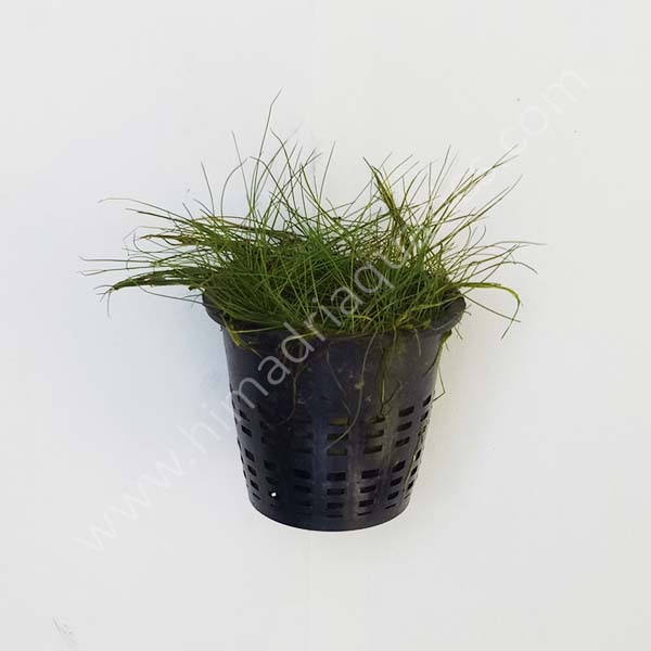 Dwarf Hairgrass/ Eleocharis parvula (1 pot)