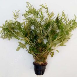 Aqua rose/ Hygrophila difformis (Large Pot)