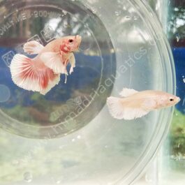 Dumbo ear betta fish breeding pair- fighter fish