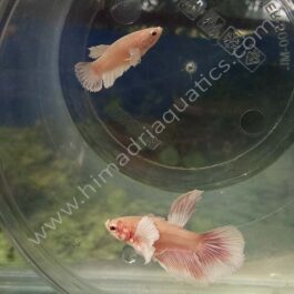 Dumbo ear betta fish breeding pair- fighter fish