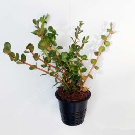 Rotala rotundifolia “Hi Red”/Hra (large Pot)