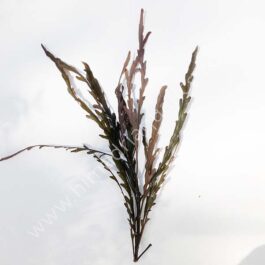 Hygrophila pinnatifida (single stem)