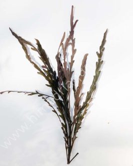 Hygrophila pinnatifida (single stem)