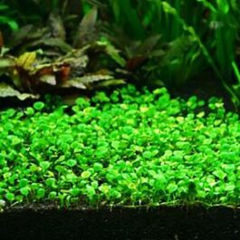 Dwarf marsilea fern/ Marsilea hirsuta