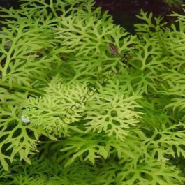 Ceratopteris thalictroides / Water Sprite/ Lace Fern
