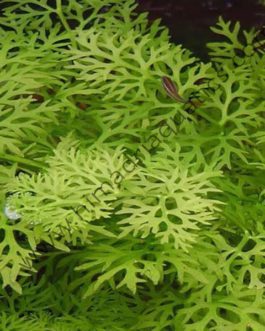 Ceratopteris thalictroides / Water Sprite/ Lace Fern