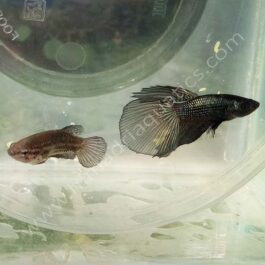 Copper betta fish breeding pair- fighter fish
