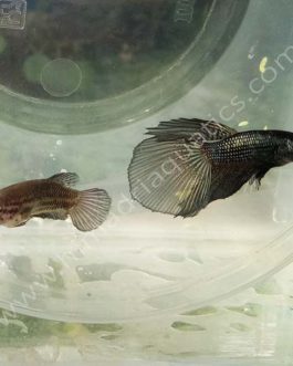 Copper betta fish breeding pair- fighter fish