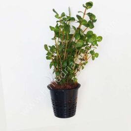 Rotala rotundifolia-green (large pot)