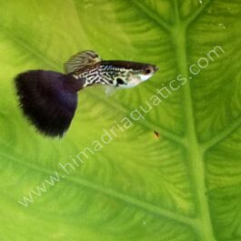 Multi cobra blue-black guppy pair