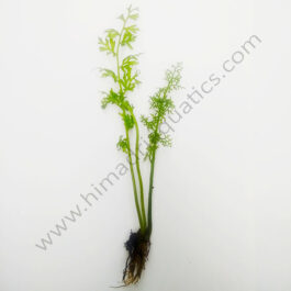 Ceratopteris thalictroides / Water Sprite/ Lace Fern