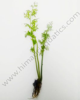 Ceratopteris thalictroides / Water Sprite/ Lace Fern