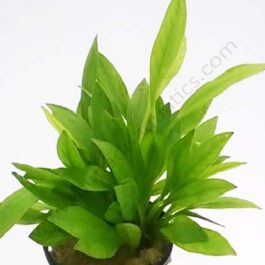Echinodorus grissibachia/ Pygmy Amazon sword (3 plants)