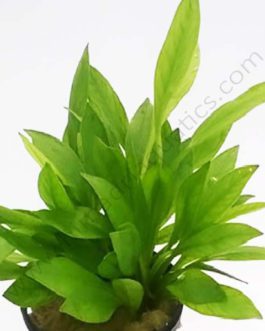 Echinodorus grissibachia/ Pygmy Amazon sword (3 plants)