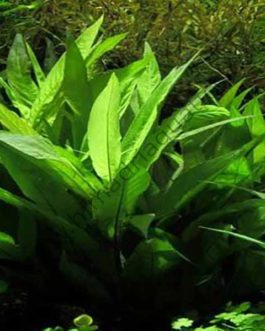 Hygrophila corymbosa /Temple mint/ Giant Hygrophila (3 stems)