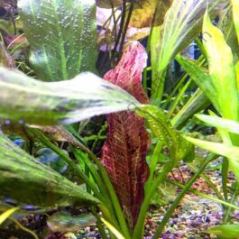 Echinodorus ozelot/ Red banana plant (large pot)