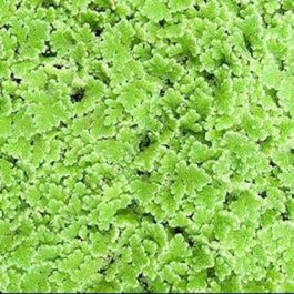 Azolla Caroliniana/ Mosquito fern