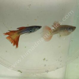 Red lace (high dorsal) guppy pair