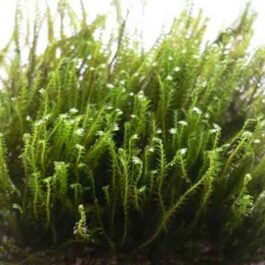 Fissidence crispulus/ Zipper moss on rock