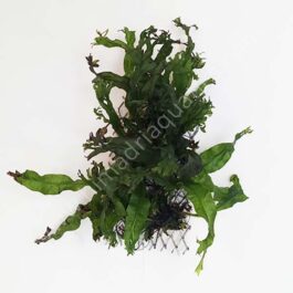 Microsorum pteropus ‘Staghorn fern’ / Windelov fern- on ss mesh