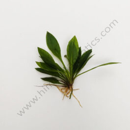 Echinodorus grissibachia/ Pygmy Amazon sword (3 plants)