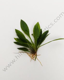 Echinodorus grissibachia/ Pygmy Amazon sword (3 plants)