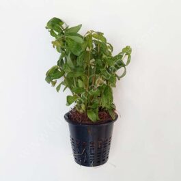 Hygrophila polysperma Rosanervig (Large pot)