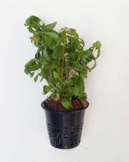 Hygrophila polysperma Rosanervig (Large pot)