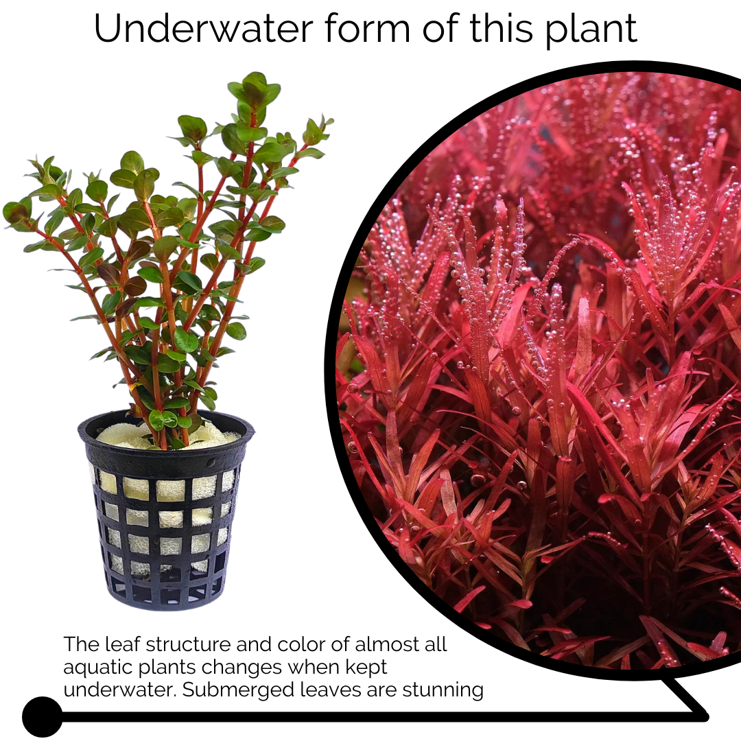Rotala rotundifolia "Hi Red"/Hra (large Pot) - Image 4
