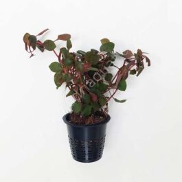 Ludwigia sp Mini Super Red (Large Pot)