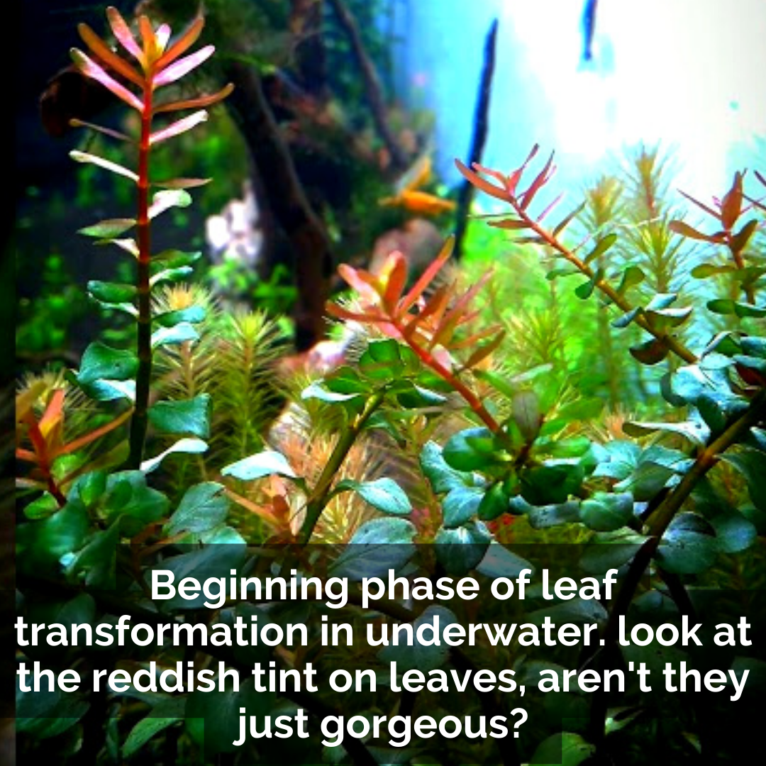 Rotala rotundifolia "Hi Red"/Hra (large Pot) - Image 5