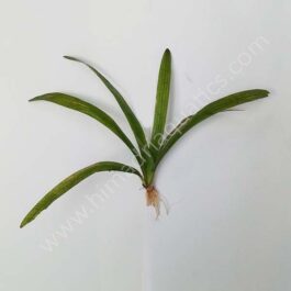 Sagittaria sp. (Giant)/ Giant Sagittaria (3 plants)