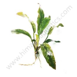 Anubias barteri var. glabra "variegated leaf"  (single plant)