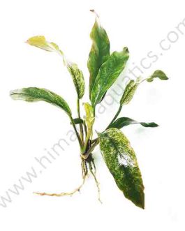 Anubias barteri var. glabra "variegated leaf"  (single plant)
