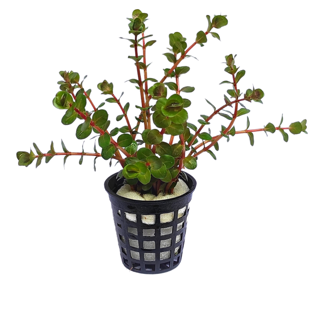 Rotala rotundifolia "Hi Red"/Hra (large Pot) - Image 6