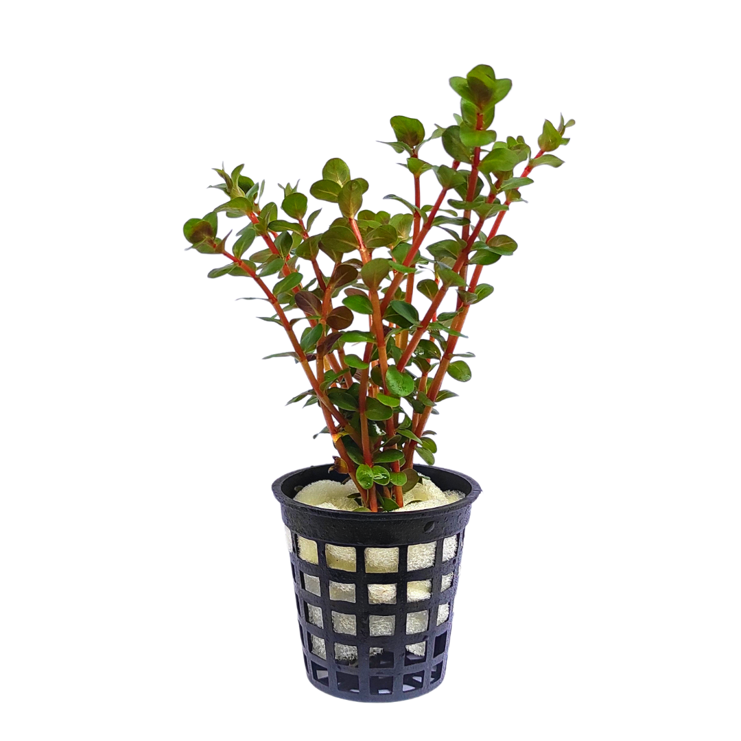 Rotala rotundifolia "Hi Red"/Hra (large Pot) - Image 7