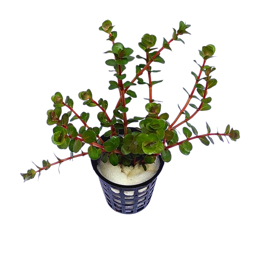Rotala rotundifolia "Hi Red"/Hra (large Pot) - Image 8