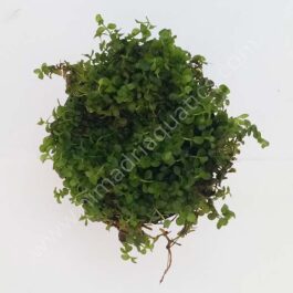 Micranthemum Monte Carlo